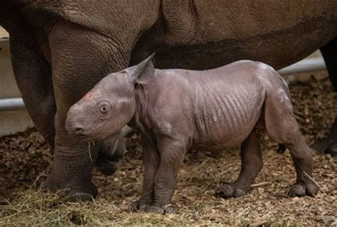 Meet The New Baby Rhino At Cleveland Metroparks Zoo Cleveland Oh Patch