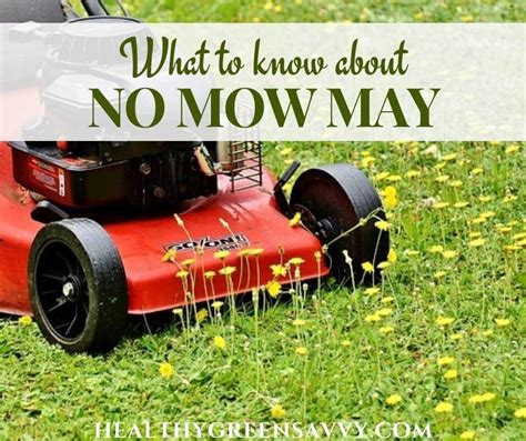 No Mow May ~ How To Protect Pollinators In Your Yard