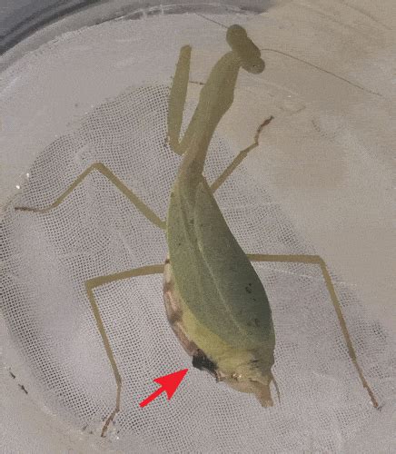 How Some Male Mantises Avoid Getting Their Heads Chopped Off After Sex