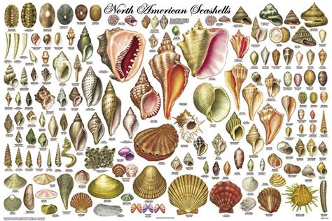 North American Shell Chart Seashell Identification Sea Shells