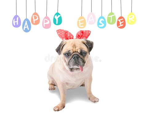 Happy Easter Dog Pug Wearing Rabbit Bunny Ears Sitting Near Pastel