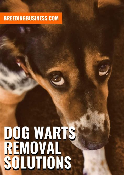 10 Best Dog Wart Removal Solutions Commercial And Natural Treatment