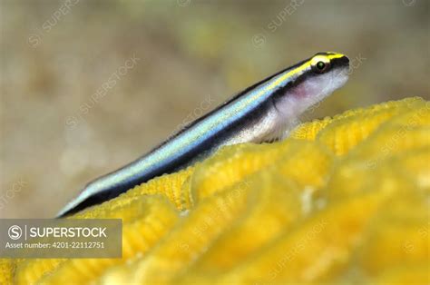 Cleaner Goby Elacatinus Genie On Yellow Coral Saba Caribbean