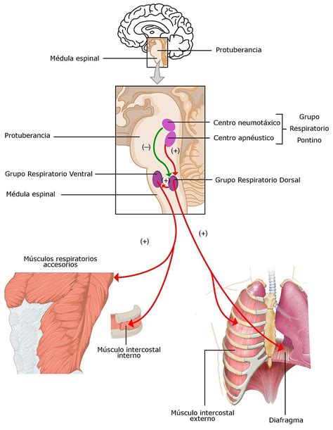 Sistema de control de la respiración Wikipedia la enciclopedia libre
