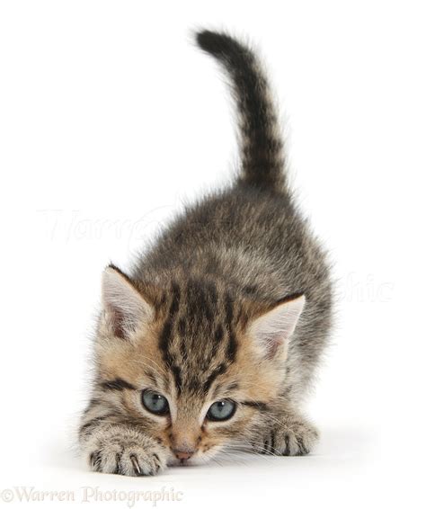 Cute Playful Tabby Kitten 6 Weeks Old Photo Wp35560