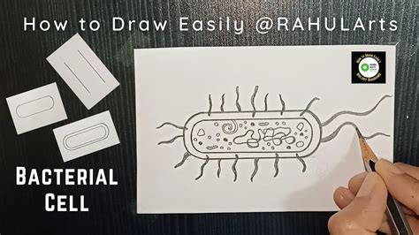 How To Draw Structure Of Bacterial Cell Youtube