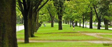 Tree Huggers Unite Protecting Urban Tree Canopies Clean Water Minnesota