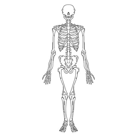 Esqueleto Humano Dibujado A Mano 1218528 Vector En Vecteezy