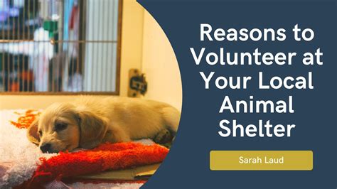 Reasons To Volunteer At Your Local Animal Shelter Animal Shelter