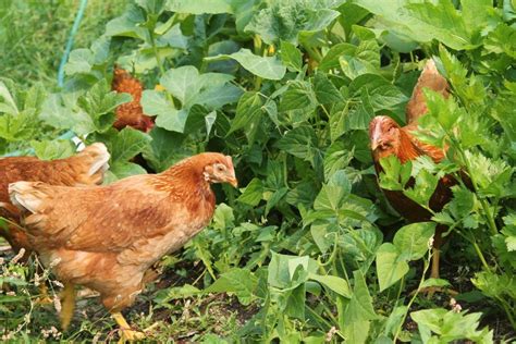 Chicken Breeds ~ Best Egg Laying Hens ~Family Food Garden | Best egg laying chickens, Chicken 