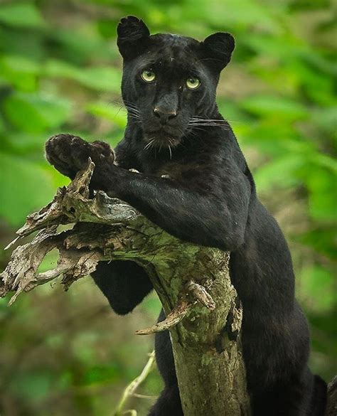 Habitat Black Panthers Live Chiefly In The Hot Dense Tropical