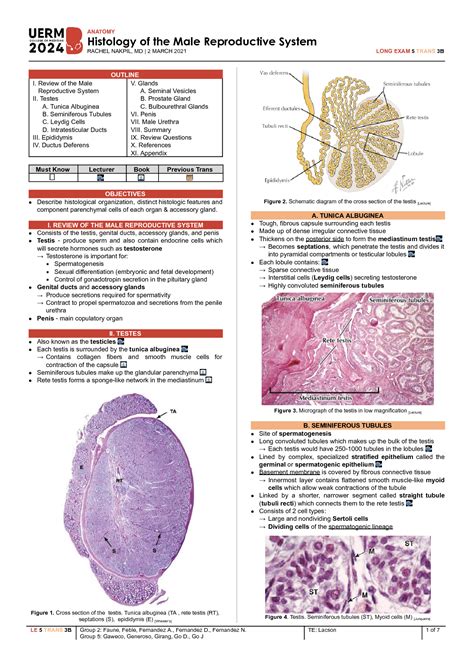 SOLUTION Ana B Histology Of The Male Reproductive System Lec V Studypool