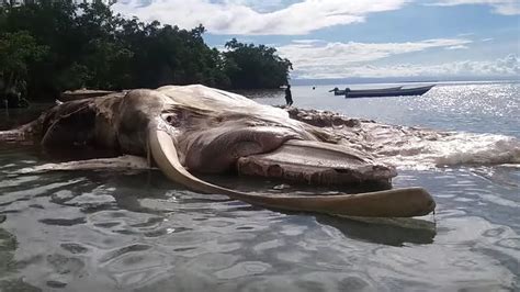 Enormous ‘sea Monster Washed Up On Indonesian Coast Identified By