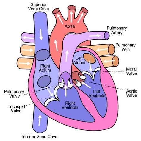 Depicts The Parts Of Human Heart Such As Left Atrium Right Atrium