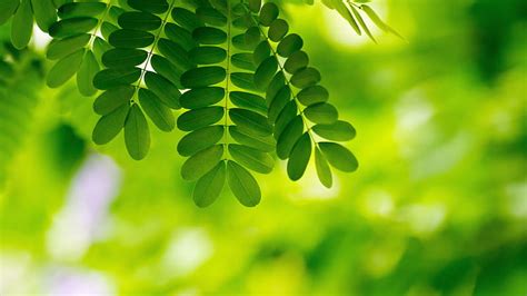 Green Leaves Tree Branch In Blur Green Bokeh Background Nature Hd