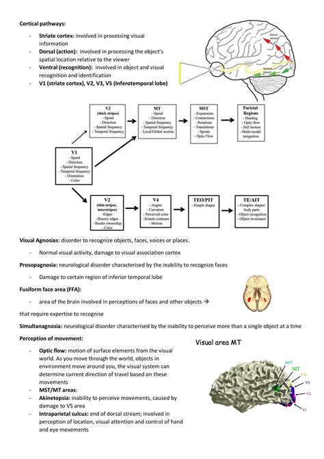 Biological Psychology Revision And Summary Notes 2007psy Biological