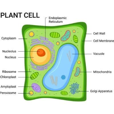 Plant cells resemble other eukaryotic cells in many ways. 21 Plant Cell Facts for Kids - Learn About Plant Cells