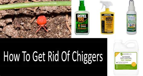 How To Get Rid Of Chiggers Scientifically Approved Methods
