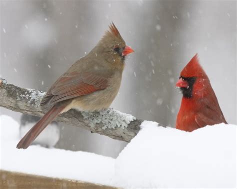 Cardinals Mate For Life Bird Pictures Winter Bird Cardinal Birds