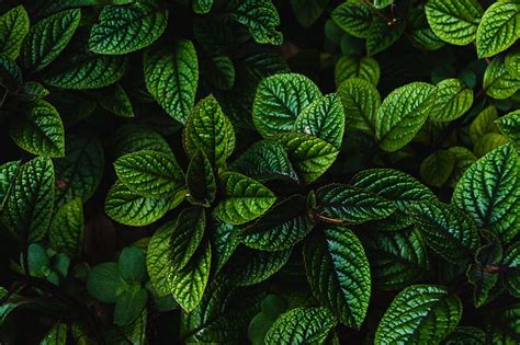 Green Leaves Close Up Plants Nature Hd Wallpaper Peakpx