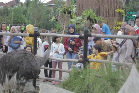 Bandung zoo atau kebun binatang bandung tempat wisata yang memiliki beragam koleksi flora dan fauna. Lembang Park and Zoo Akan Bangun Kawasan Safari | infobdg.com