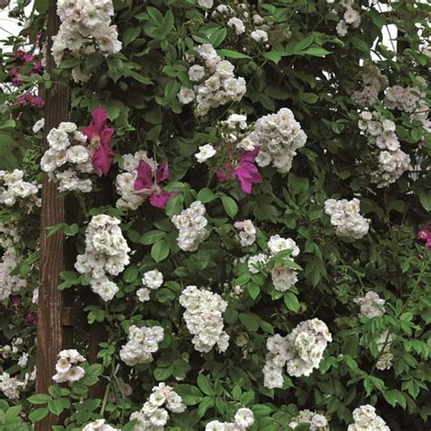 Herrliche, öfterblühende ramblerrose mit perennial blush. Rose Perennial Blush online kaufen | Rosen Tantau
