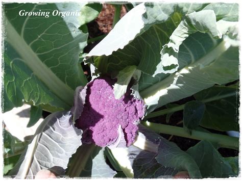 Check spelling or type a new query. Growing Organic : Summer Garden Pests: Cabbage Worms, Corn ...