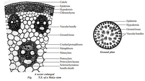 Primary Structure Of Monocot Stem Maize Stem