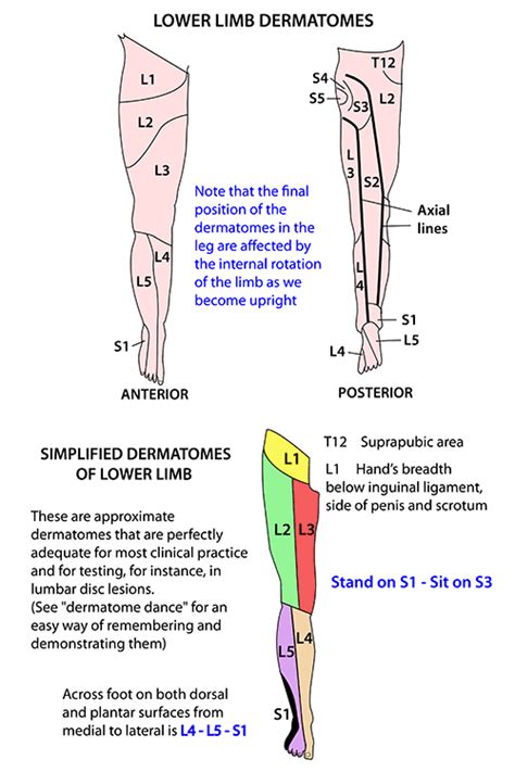 Muscle anatomy ankle 12 photos of the muscle anatomy ankle ankle anatomy muscle. Lower Limb - Nerves - Dermatomes | Lower limb, Human ...