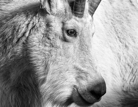 Mountain Goat Yukon Wildlife Preserve Poofadora Flickr