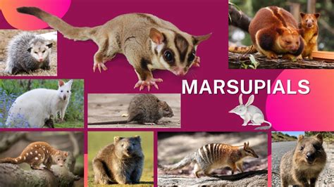 Types Of Marsupials
