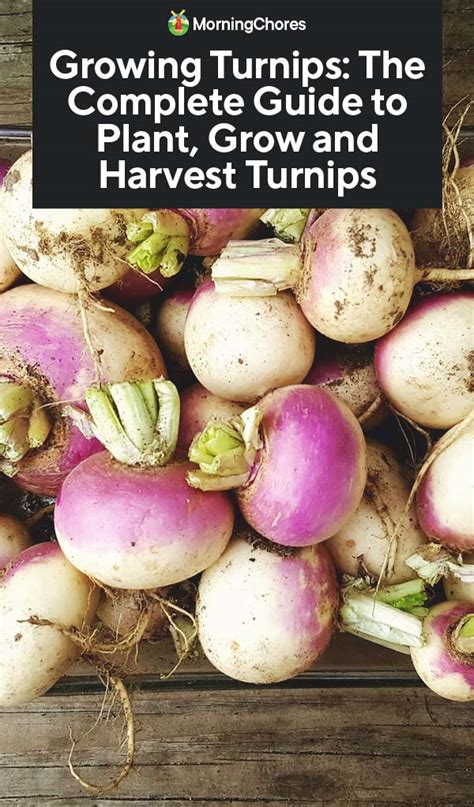Growing Turnips The Complete Guide To Plant Grow And Harvest Turnips