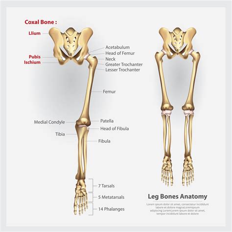 Human Anatomy Leg Bones Vector Illustration 2441882 Vector Art At Vecteezy