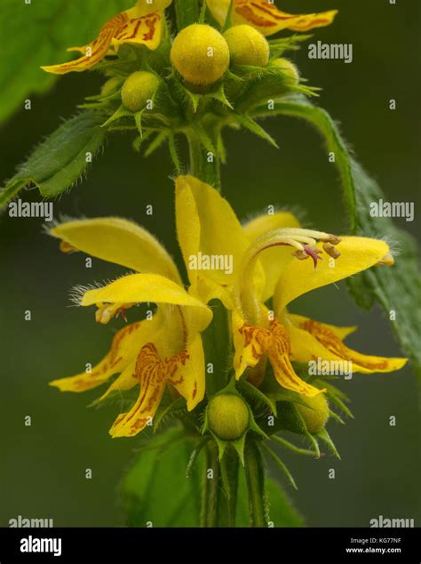 Yellow Archangel Lamiastrum Galeobdolon In Flower In Spring Woodland
