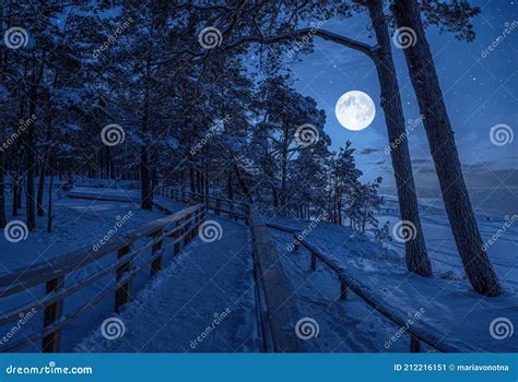 Winter Landscape With Snow Covered Pine And Fir Trees In A Moonlight At