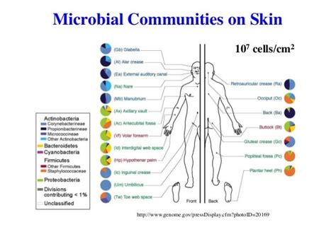 The Role Of The Skin Microbiome In Atopic Dermatitis Eczema
