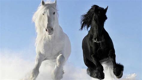 The 10 Most Beautiful Horse Breeds In The World Horsetv Live