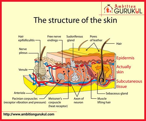 Basic Parts Of The Skin