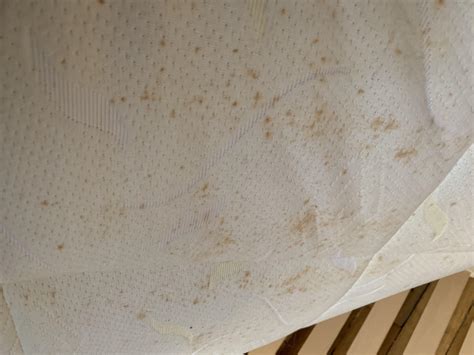 Early Bed Bug Stains On Sheets