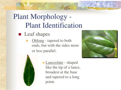 Ppt Plant Morphology Plant Identification Powerpoint Presentation