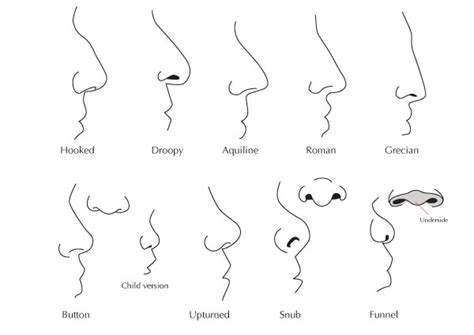 Face Reading Guide Beauty And The Mist