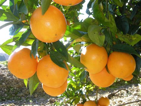 ¿por QuÉ Es Importante El Cultivo De Naranja En MÉxico