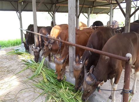 Kemitraan Dengan Pendampingan Sapi Bali Agri Ternak Trobos