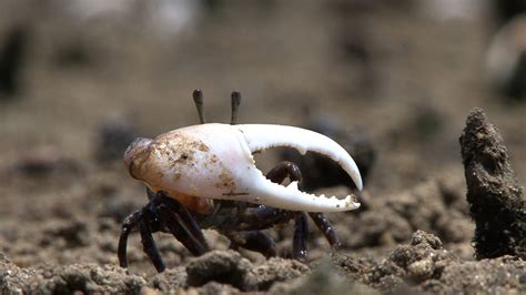 Watch The Fiddler Crab One Part Giant Claw Two Parts Attitude Wired