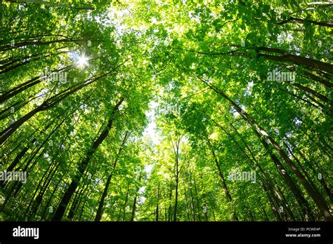 Old Growth Yellow Cedar Trees Hi Res Stock Photography And Images Alamy