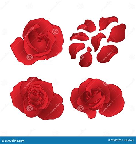 Vector Roses Set Stock Vector Illustration Of Blooming 57095573