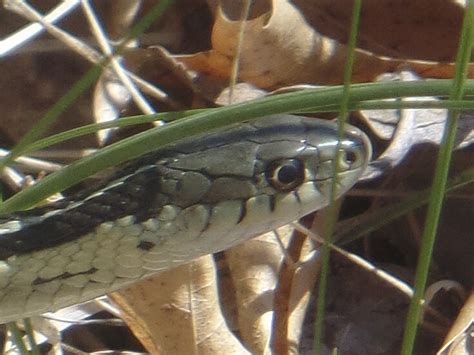 Minnesota Seasons Common Garter Snake