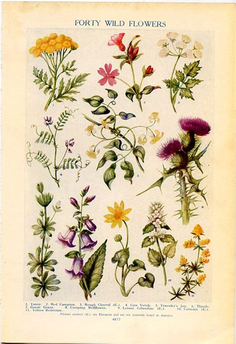 Vintage Botanical Prints Forty Wild Flowers 1926 Lithographs For Framing Botanical
