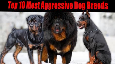 Top 10 Most Aggressive Dog Breed These Are 10 Most Aggressive Dog