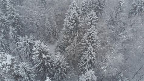 Aerial Flying Over The Remote Snow Covered Forest In The Middle Of A